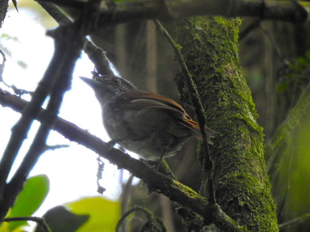 Rufous-backed Antvireo - ML632538576