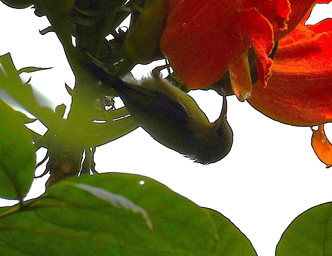 Van Hasselt's Sunbird - ML632538584