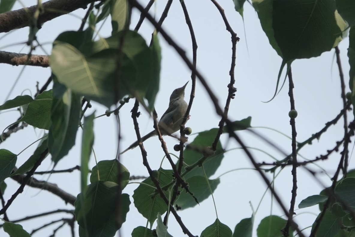 Common Tailorbird - ML632538654