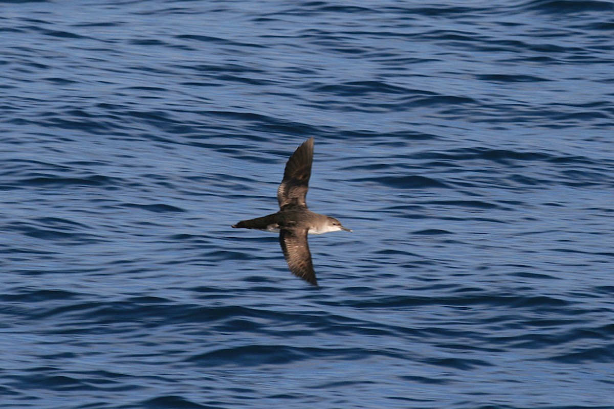 Yelkouan Shearwater - ML632538656