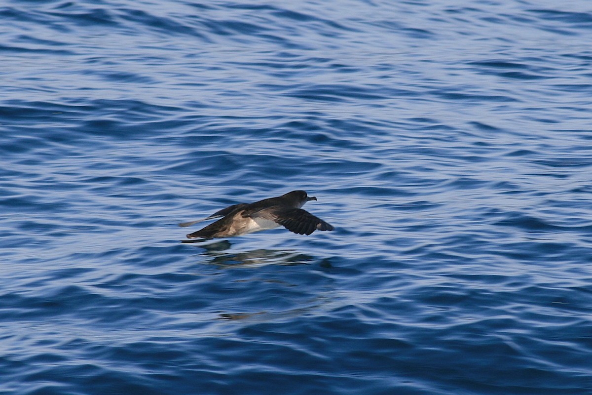 Yelkouan Shearwater - ML632538671