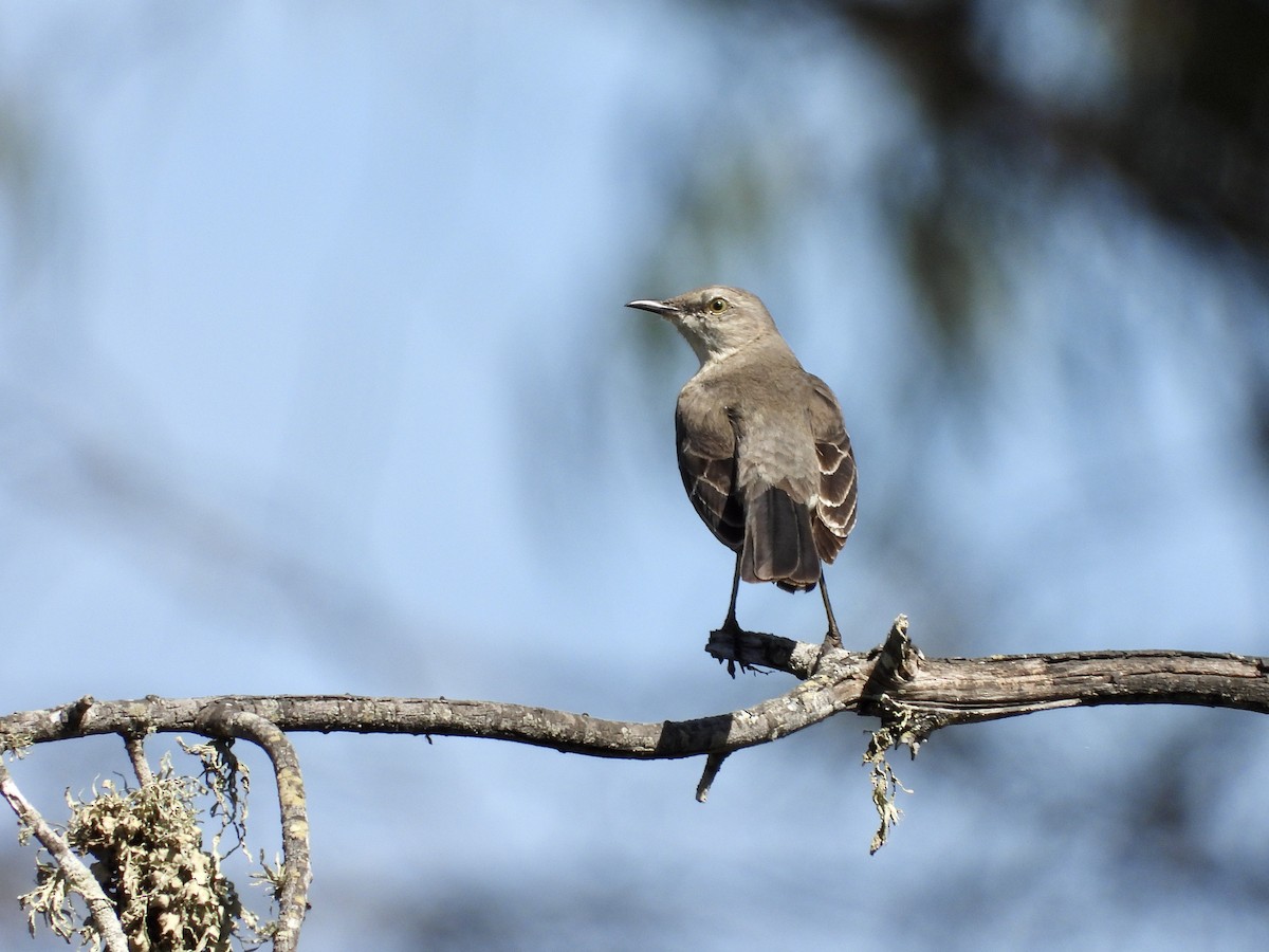 Northern Mockingbird - ML632538694