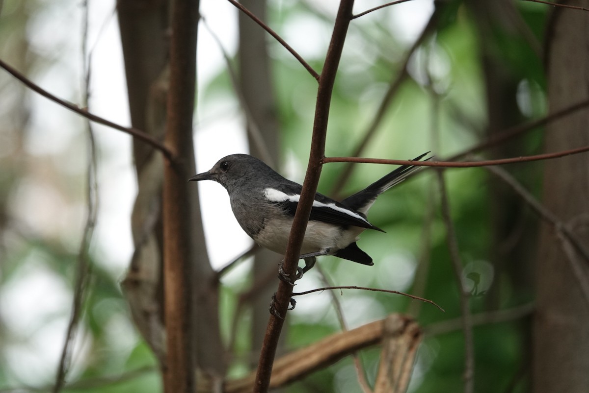 Oriental Magpie-Robin - ML632538782