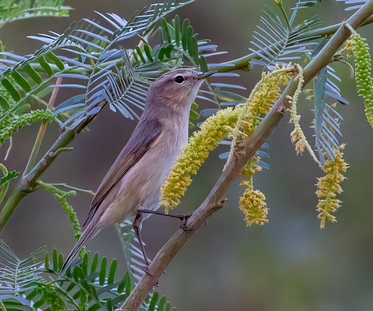 Plain Leaf Warbler - ML632538944