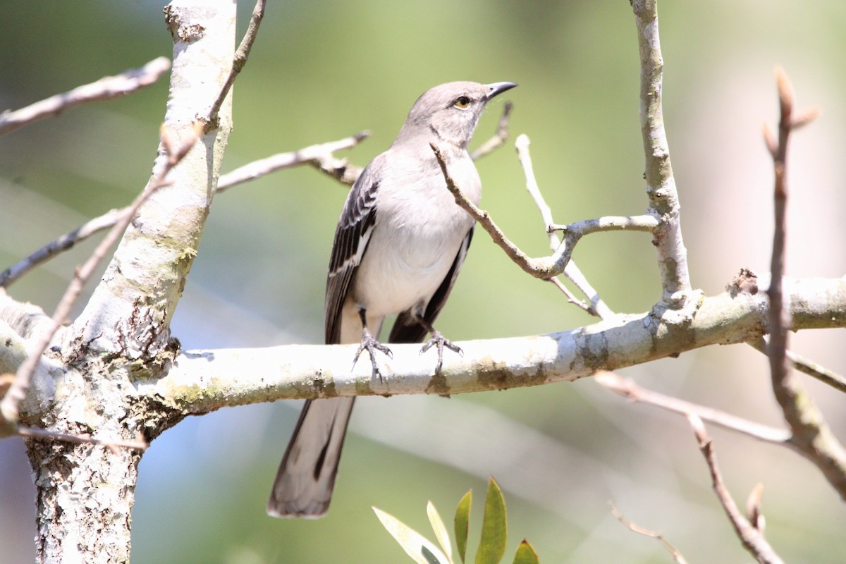 Northern Mockingbird - ML632539038