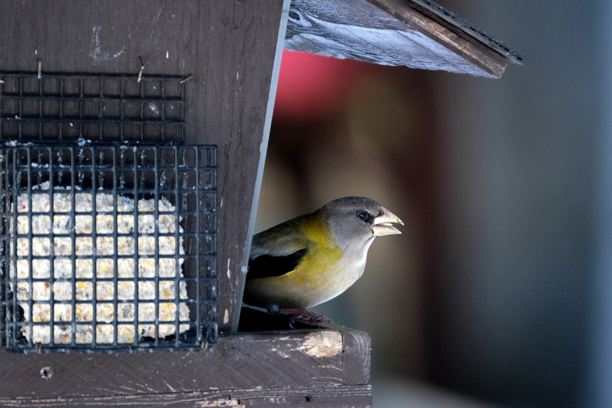 Evening Grosbeak - ML632539092