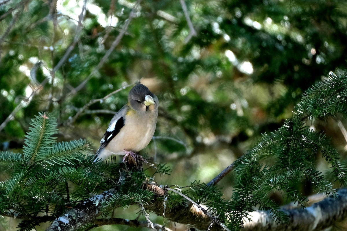 Evening Grosbeak - ML632539093