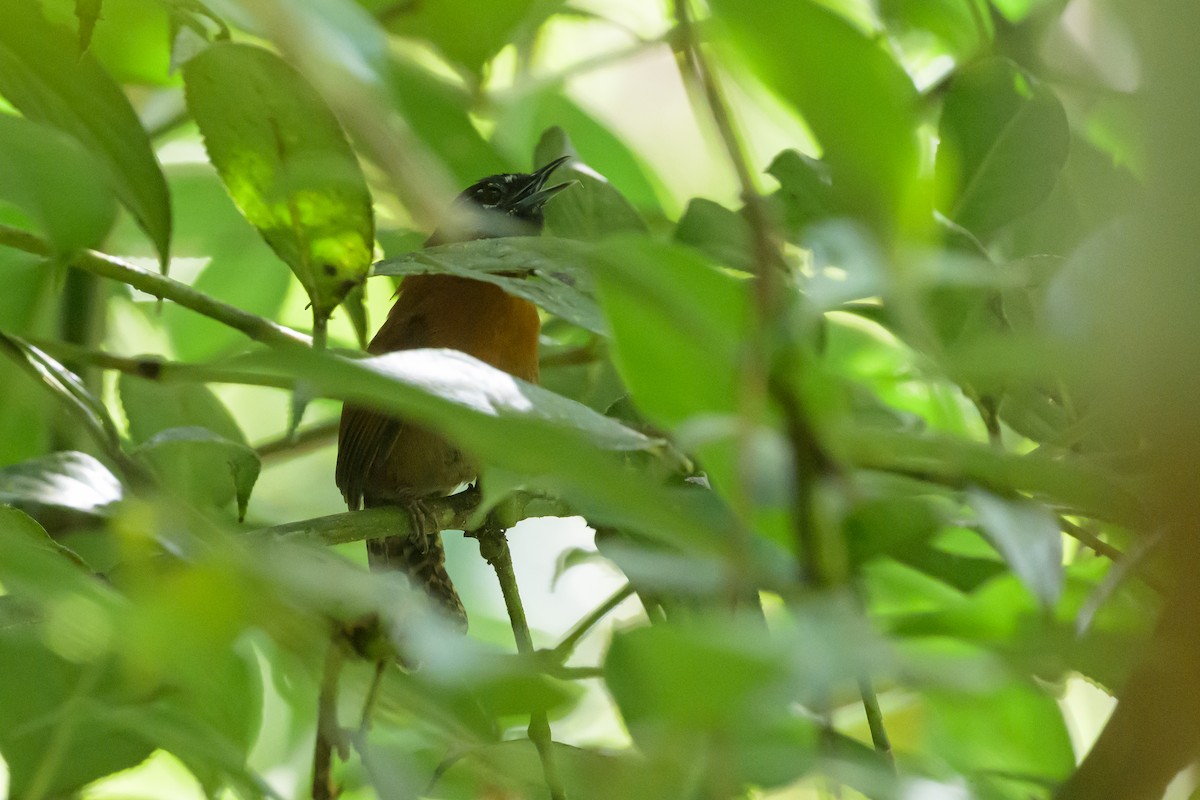 Sooty-headed Wren - ML632539147
