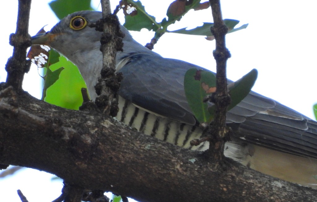African Cuckoo - ML632539249