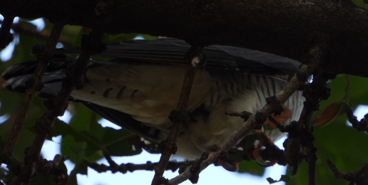 African Cuckoo - ML632539250