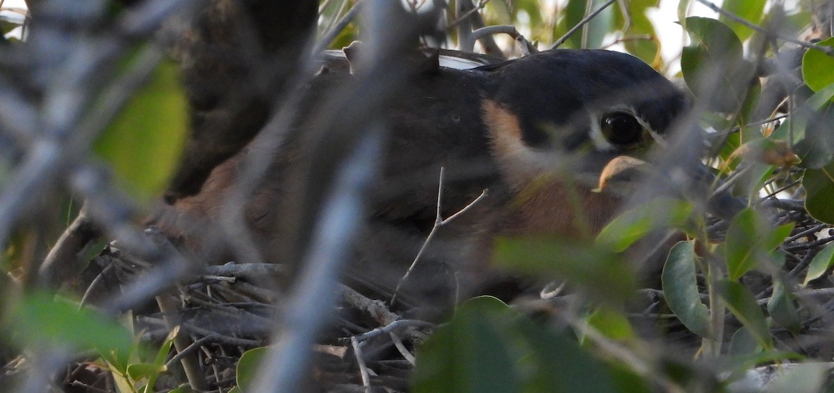 White-backed Night Heron - ML632539251
