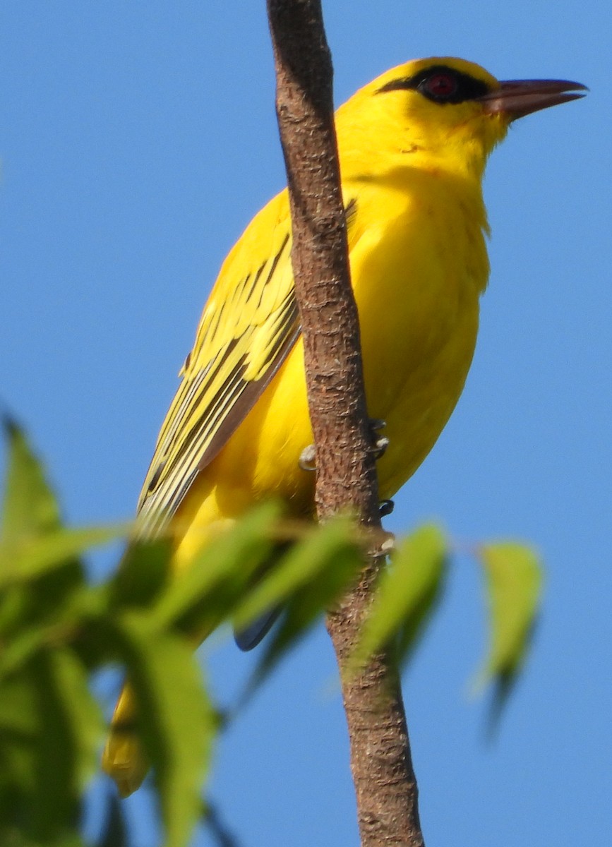 African Golden Oriole - ML632539269