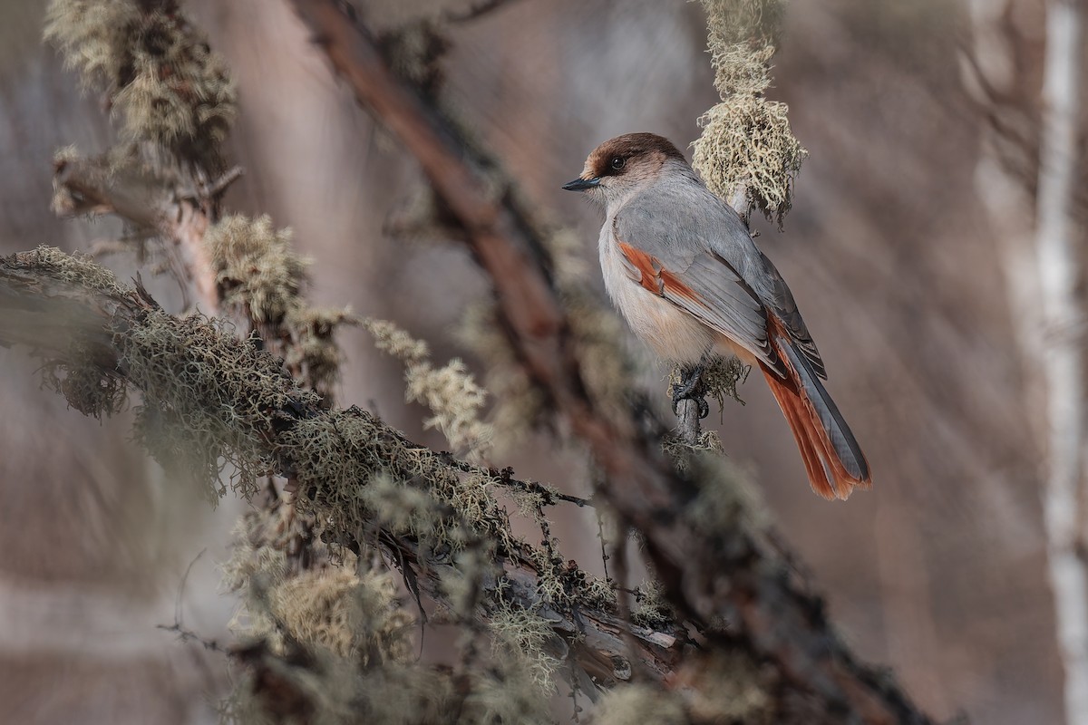 Siberian Jay - ML632539283