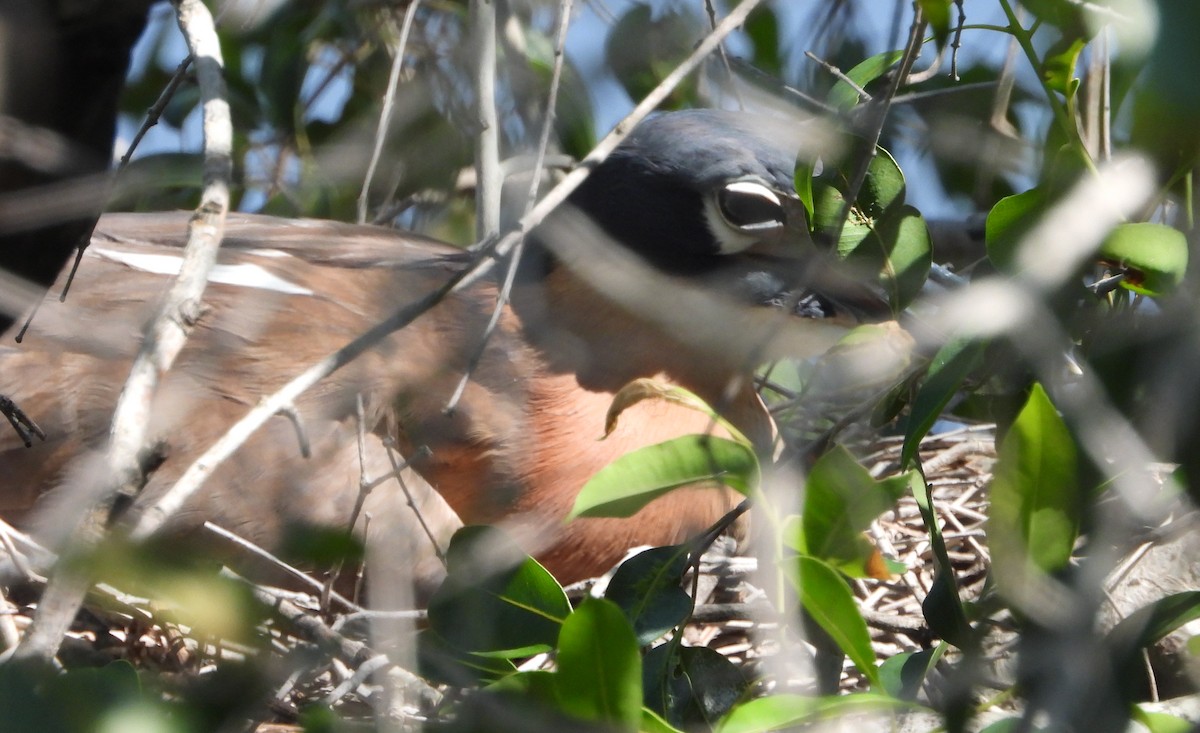 White-backed Night Heron - ML632539328