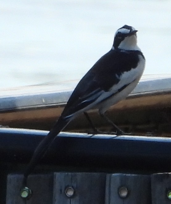 African Pied Wagtail - ML632539331