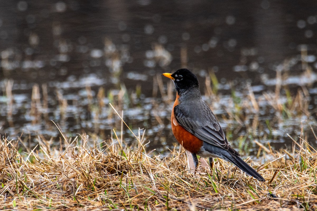 American Robin - ML632539386