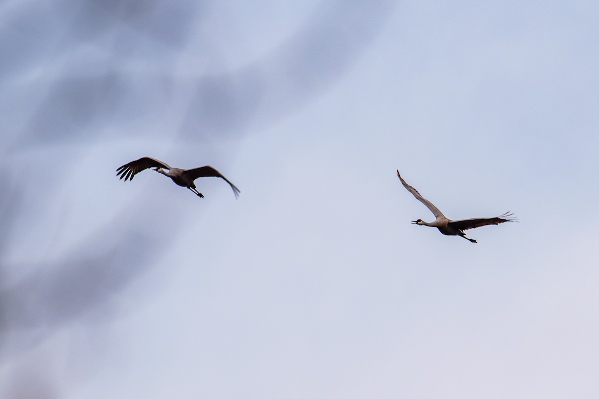 Sandhill Crane - ML632539398