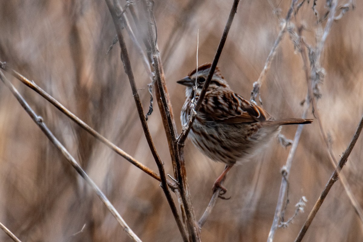 Song Sparrow - ML632539441