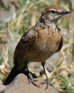 Blanford's Lark - ML632539581