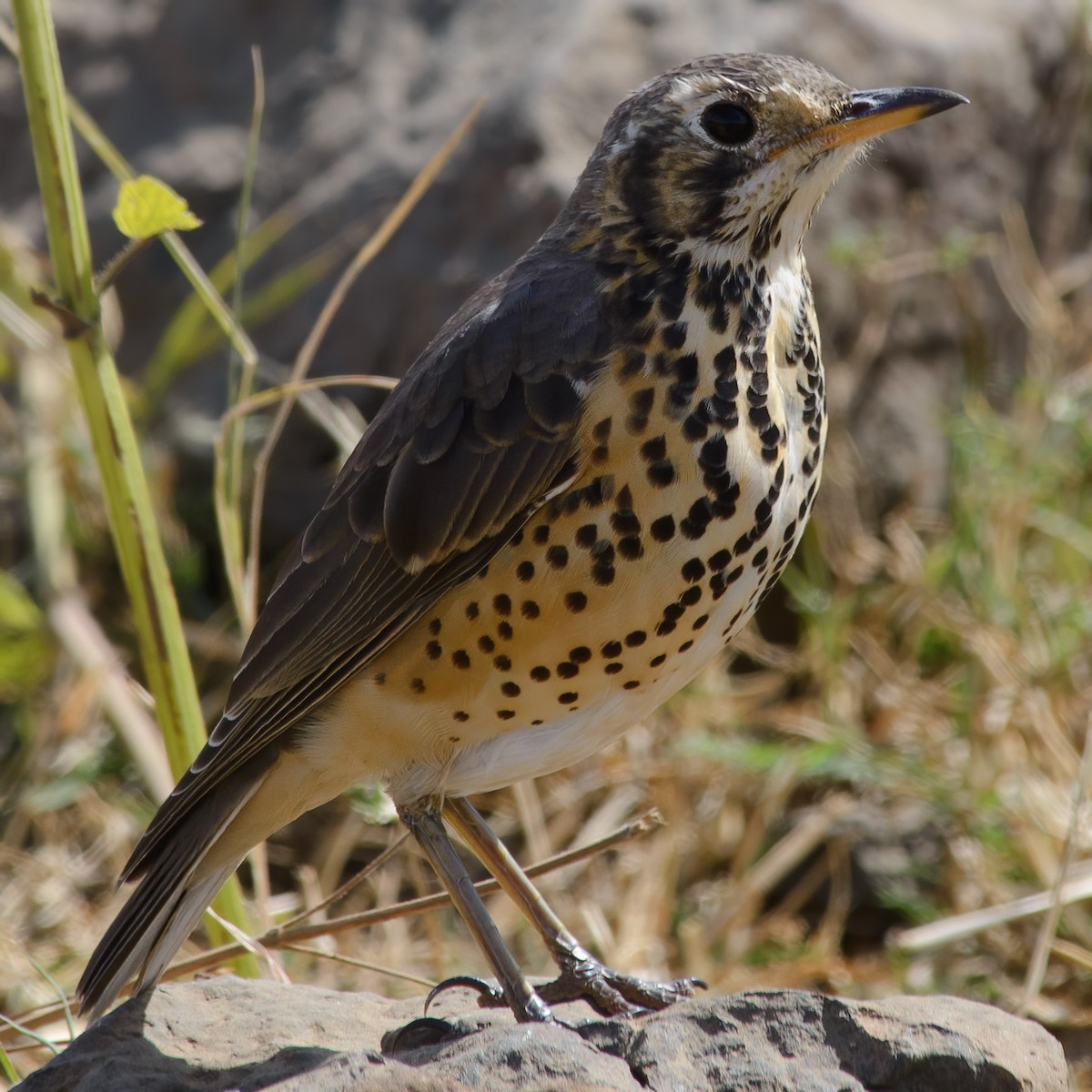 Ethiopian Thrush - ML632539655