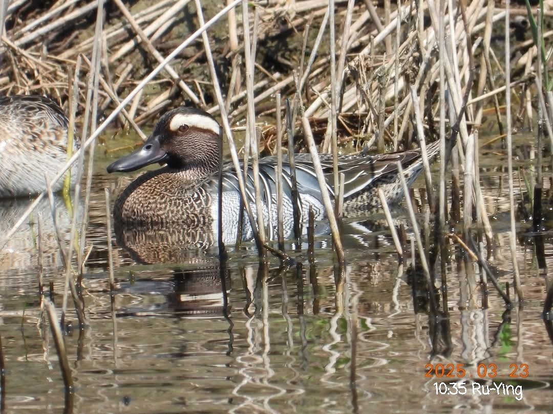 Garganey - ML632539785