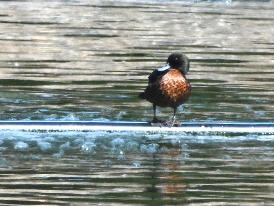 Chestnut Teal - ML632539790