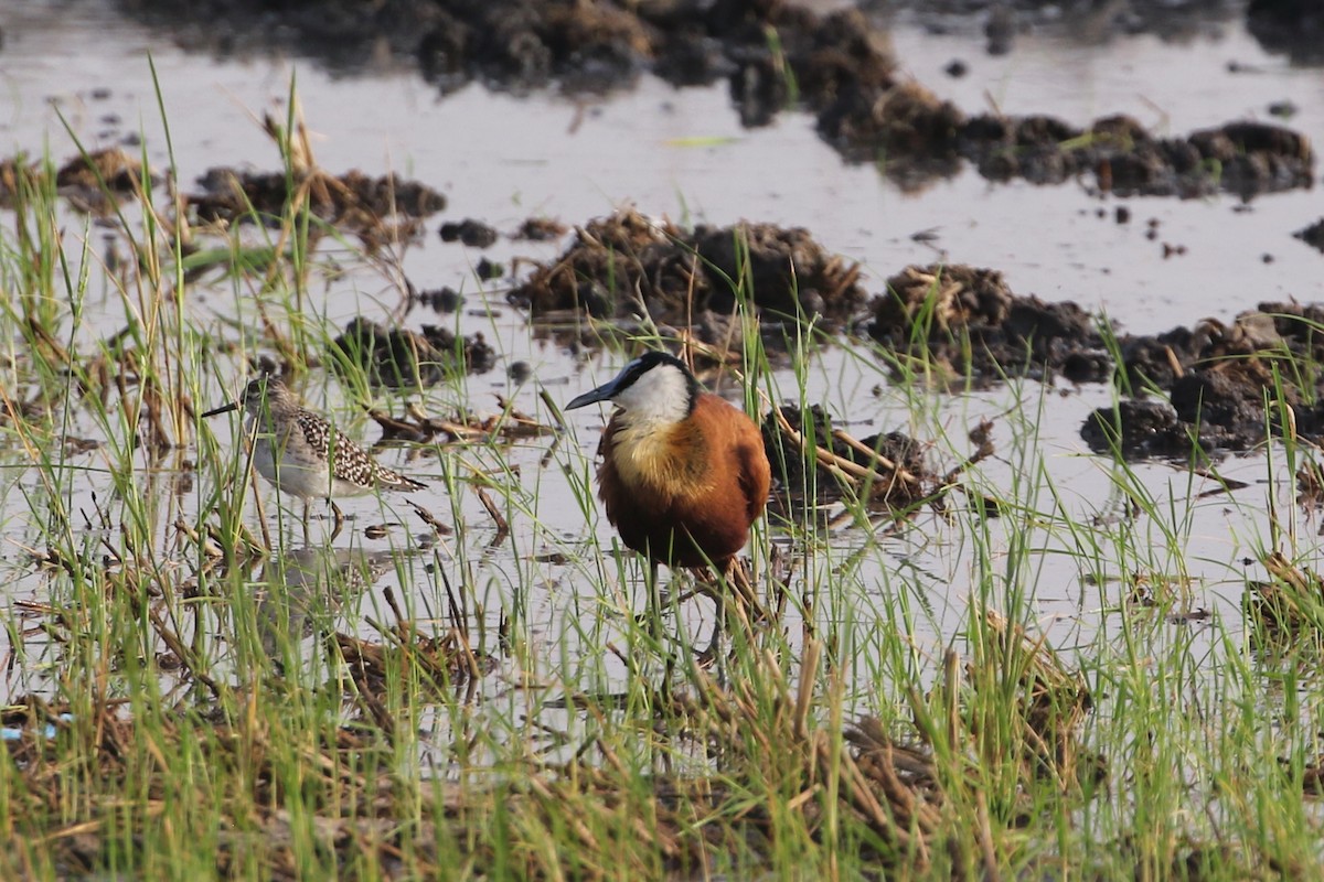 Jacana à poitrine dorée - ML632539897