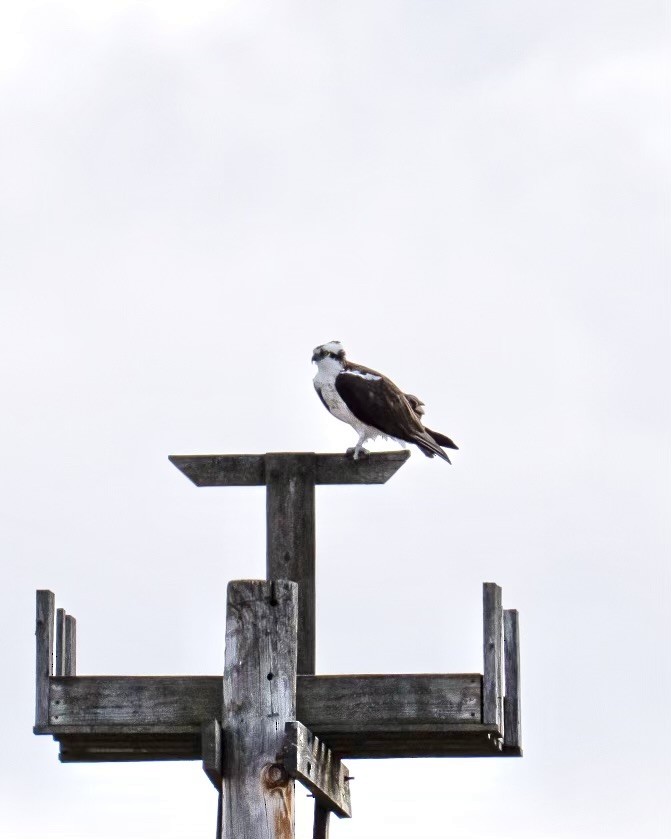 Falco pescatore - ML632539958