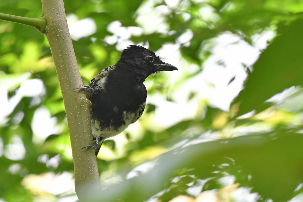 Black-backed Antshrike - ML632540043