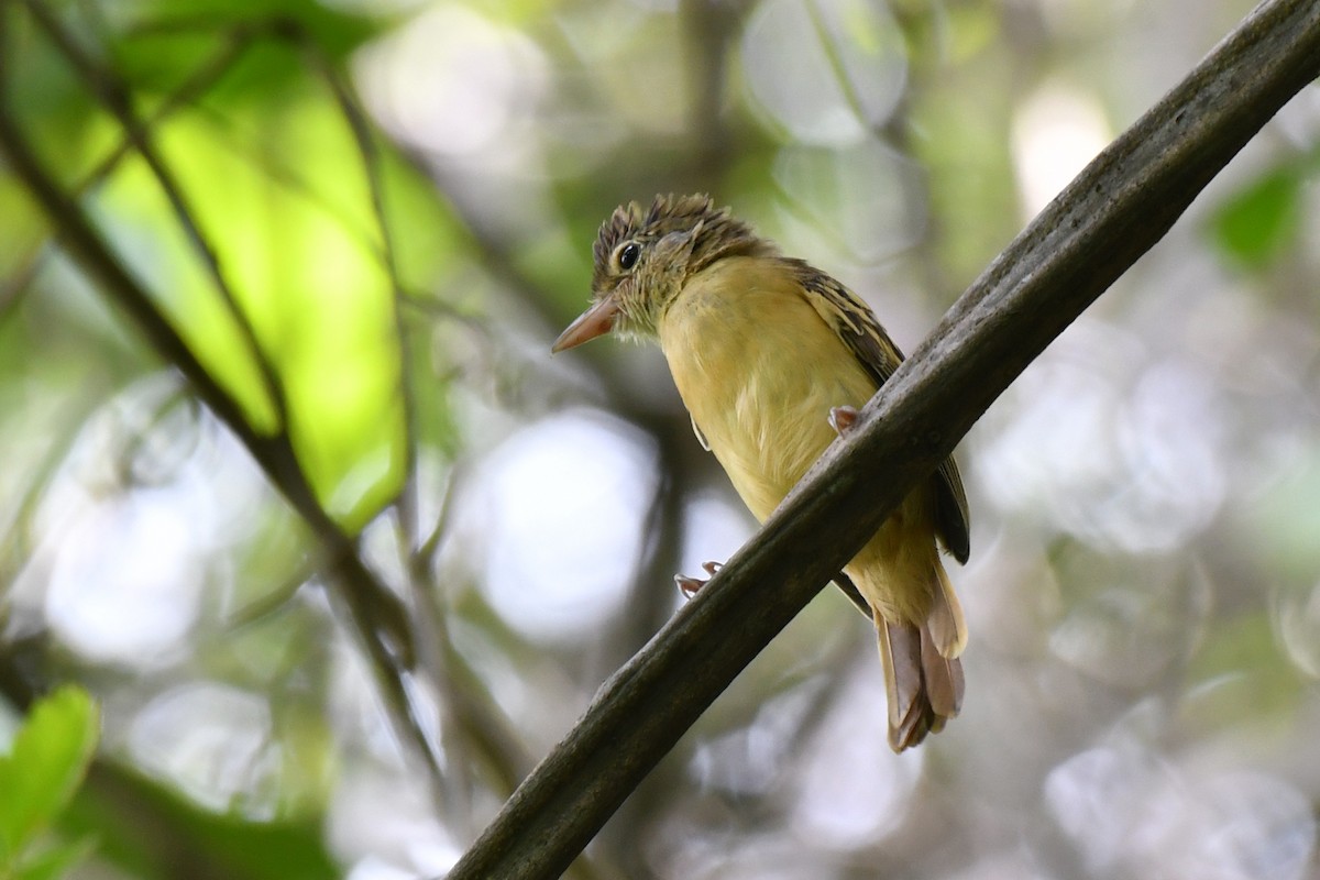 Black-backed Antshrike - ML632540044