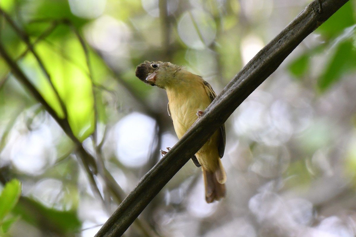 Black-backed Antshrike - ML632540045