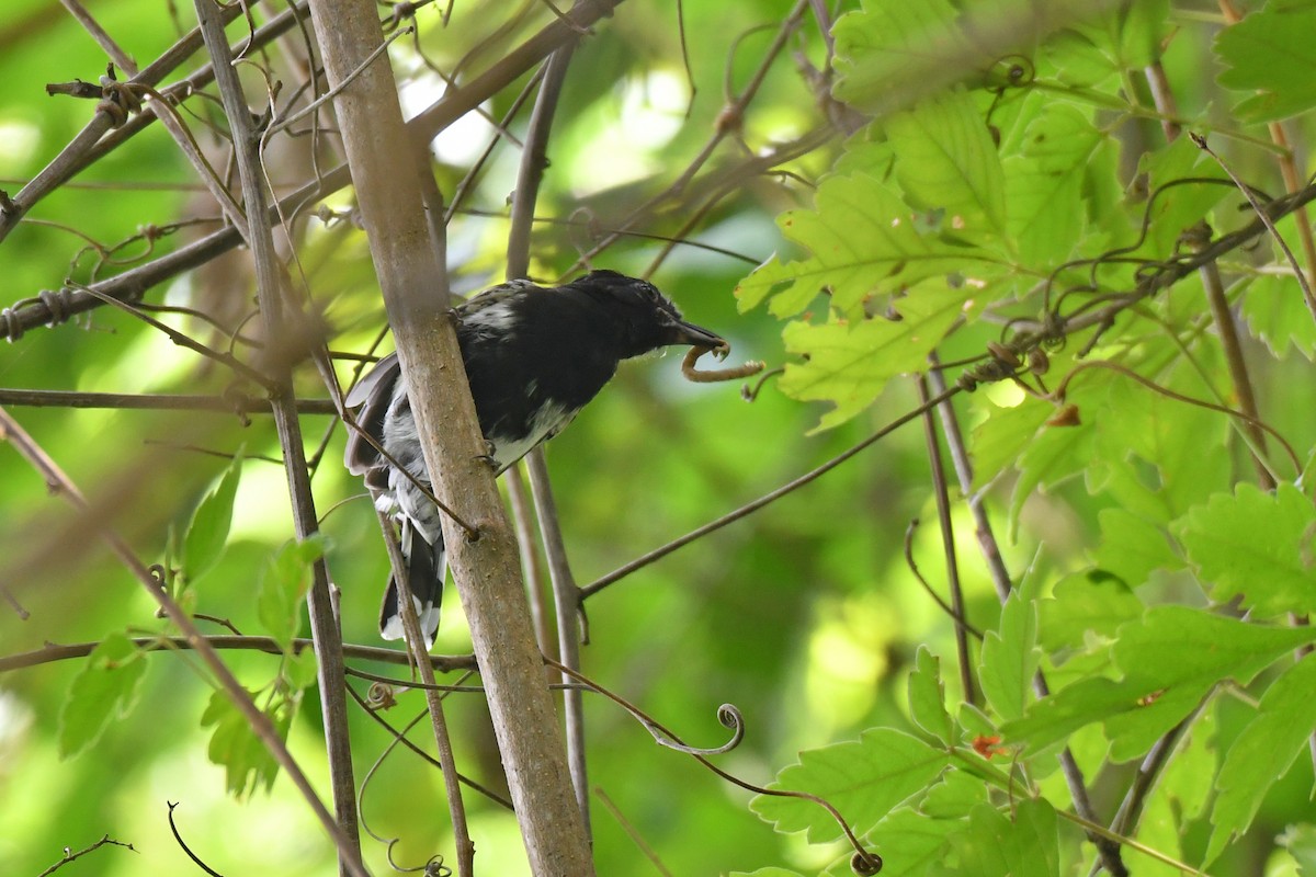Black-backed Antshrike - ML632540046