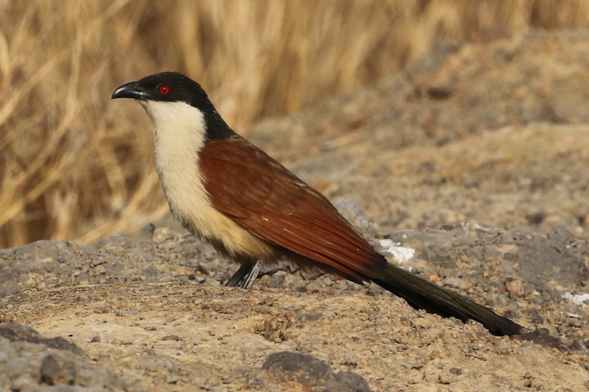 Coucal du Sénégal - ML632540073
