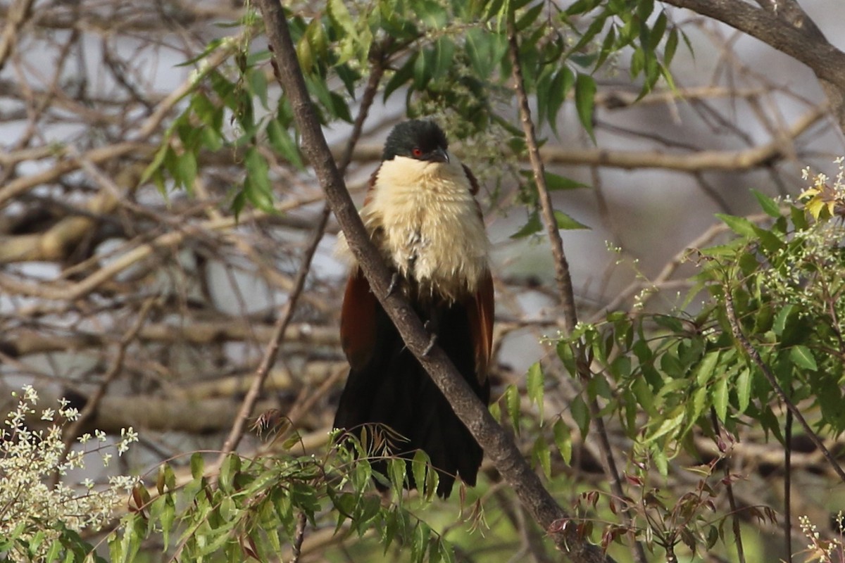 Coucal du Sénégal - ML632540074