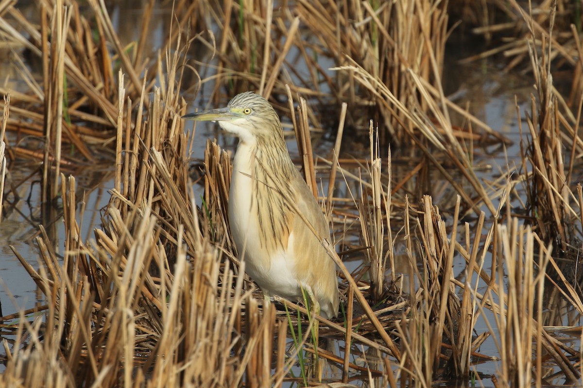 Crabier chevelu - ML632540091
