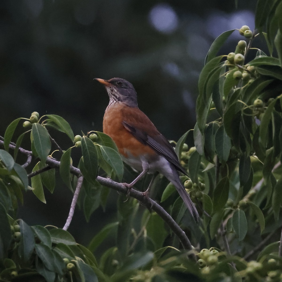Rufous-backed Robin - ML632540116