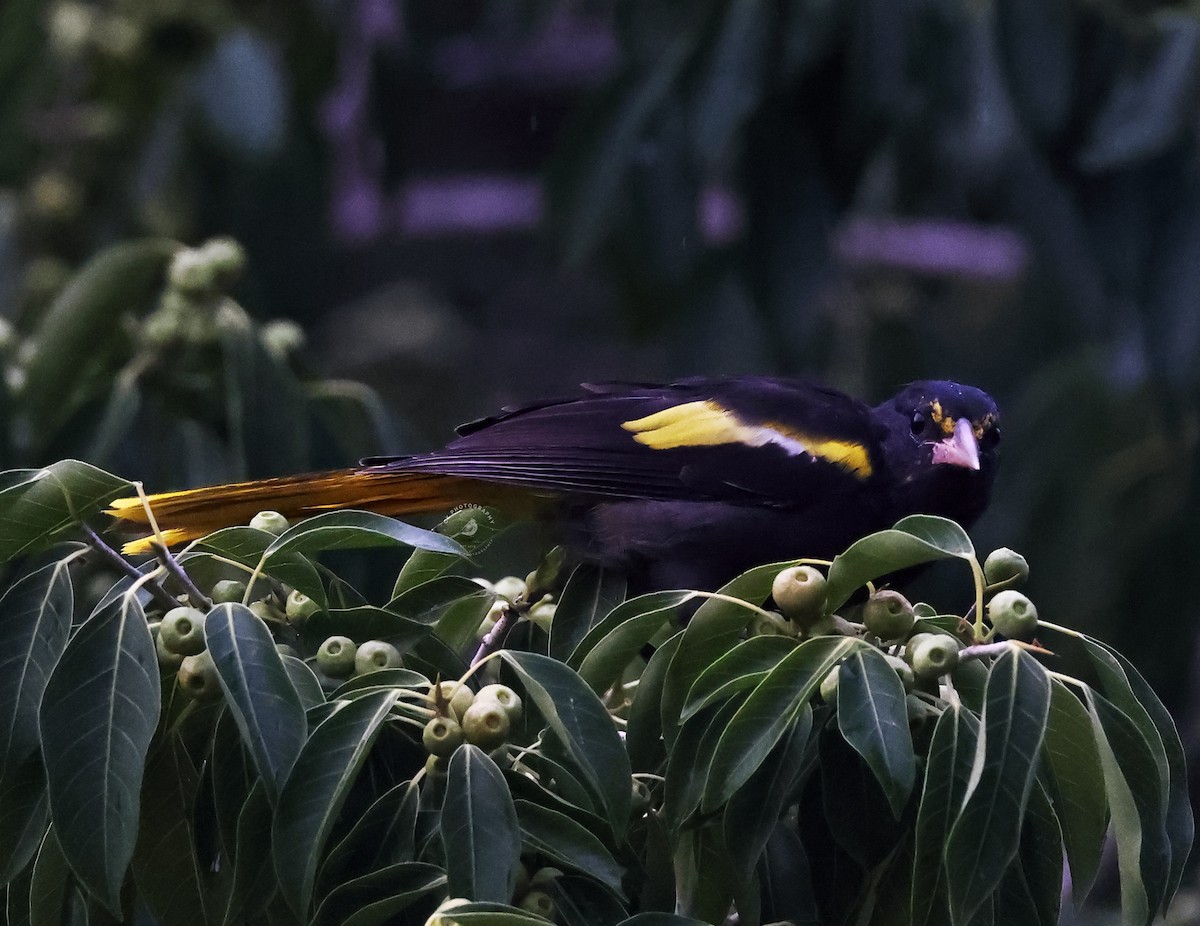 Yellow-winged Cacique - ML632540125