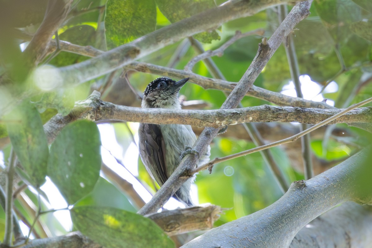 Grayish Piculet - ML632540135
