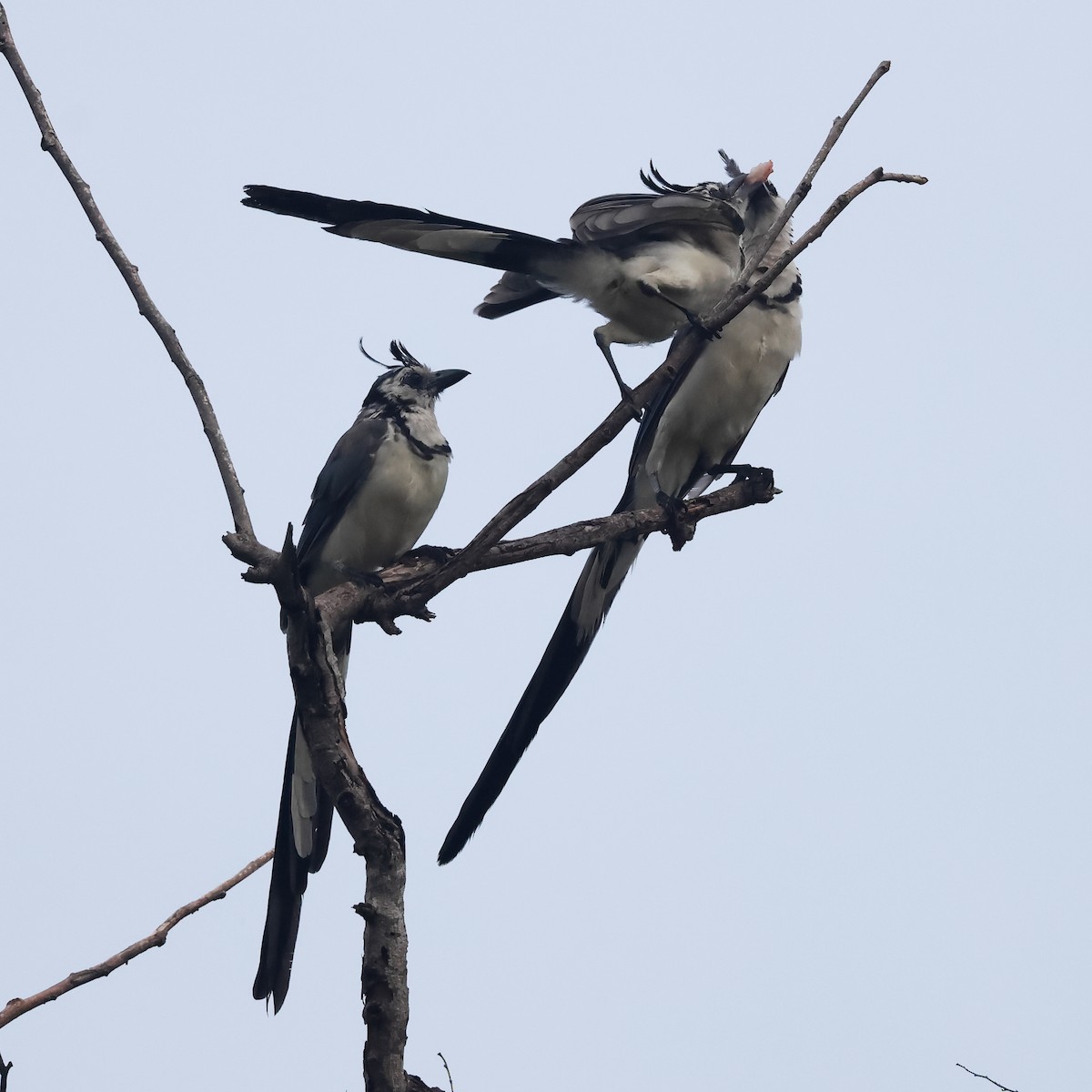 White-throated Magpie-Jay - ML632540171
