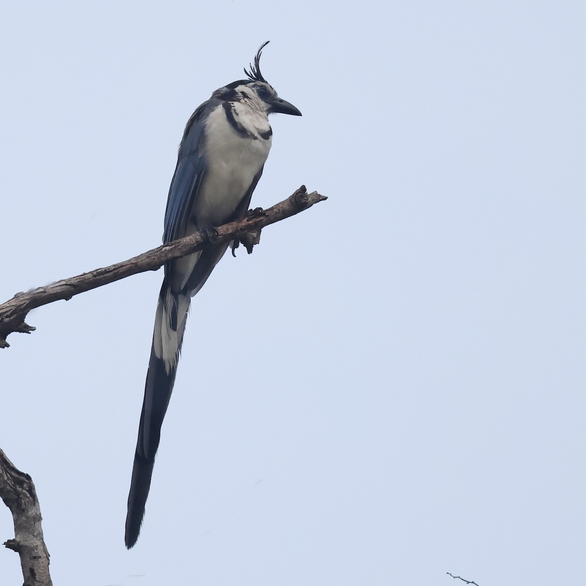 White-throated Magpie-Jay - ML632540172