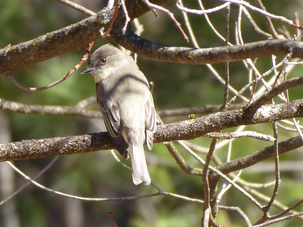 Eastern Phoebe - ML632540207
