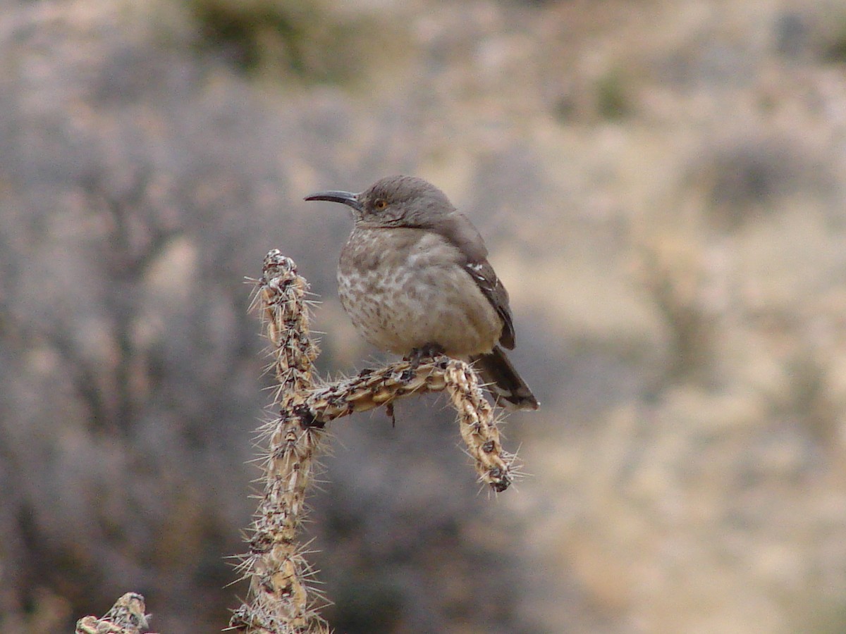 Curve-billed Thrasher - ML63254021