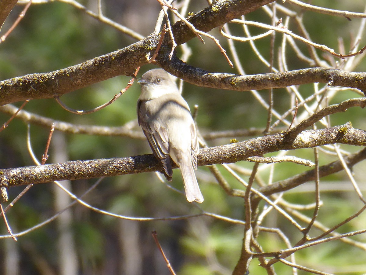 Eastern Phoebe - ML632540214