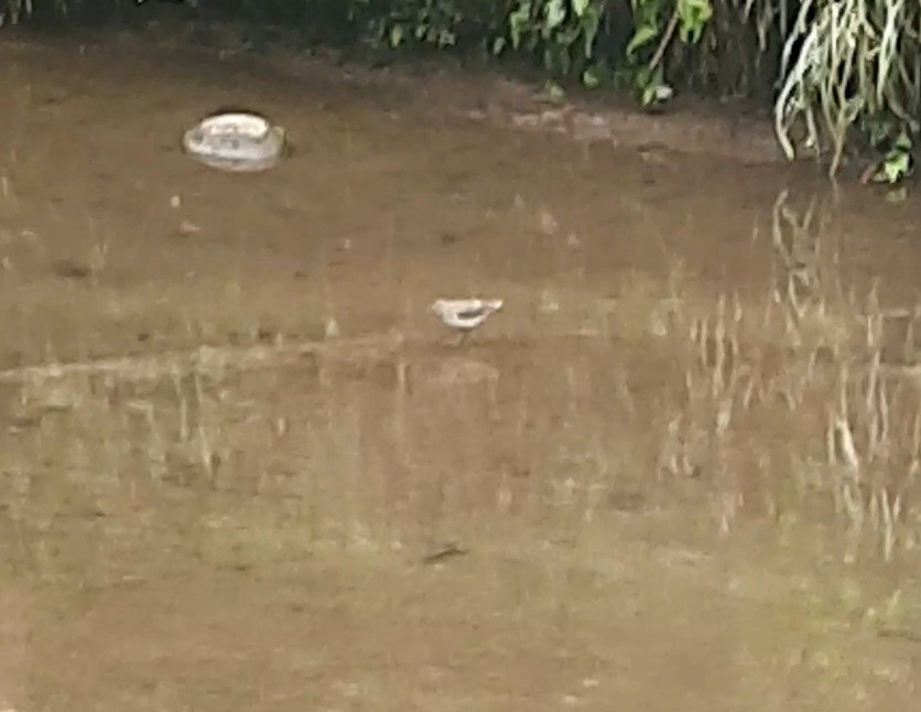 Solitary Sandpiper - ML632540273