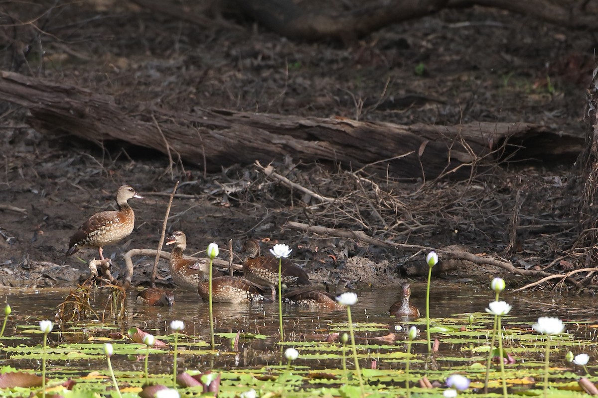 Spotted Whistling-Duck - ML632540472