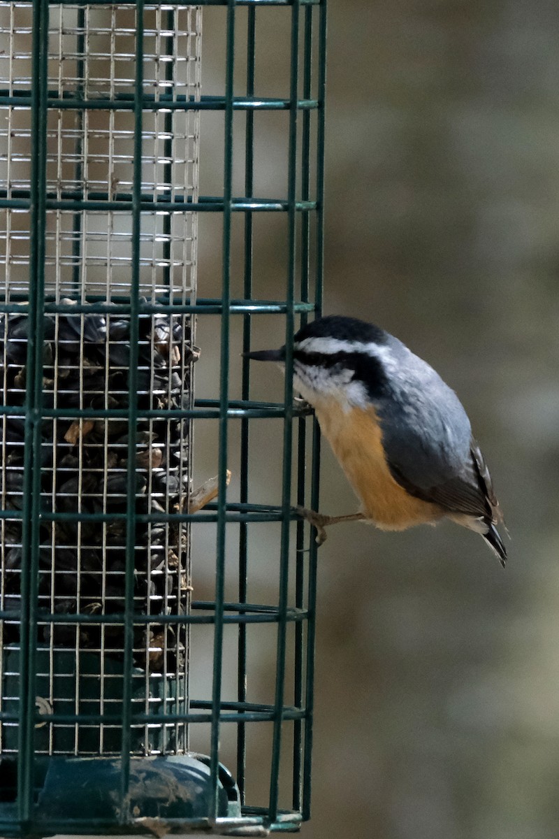 Red-breasted Nuthatch - ML632540591
