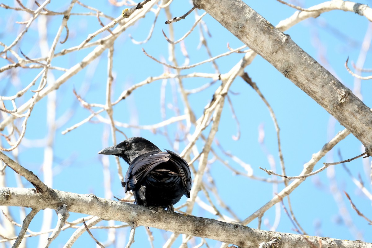 American Crow - ML632540620