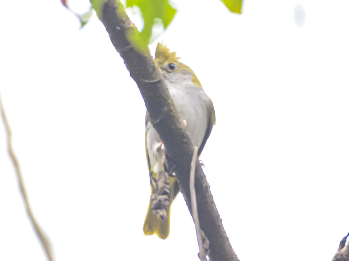 White-bellied Erpornis - ML632540631
