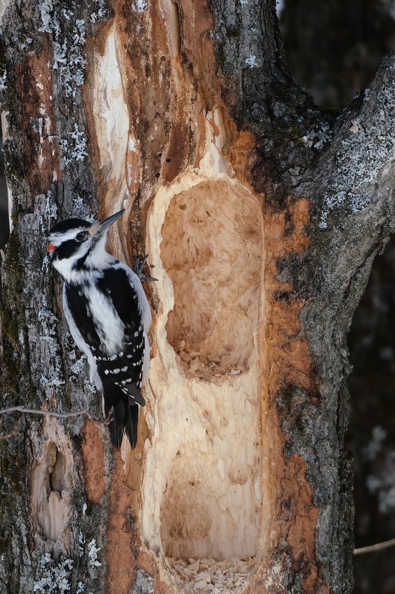 Hairy Woodpecker - ML632540860