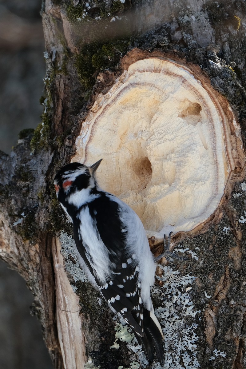 Hairy Woodpecker - ML632540861